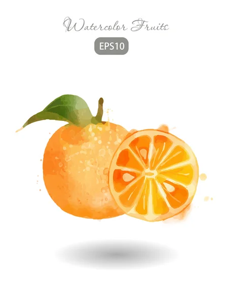 Akvarel čerstvé pomeranče — Stockový vektor