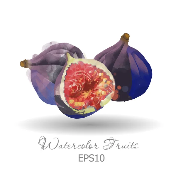 Acuarela higuera frutas — Vector de stock