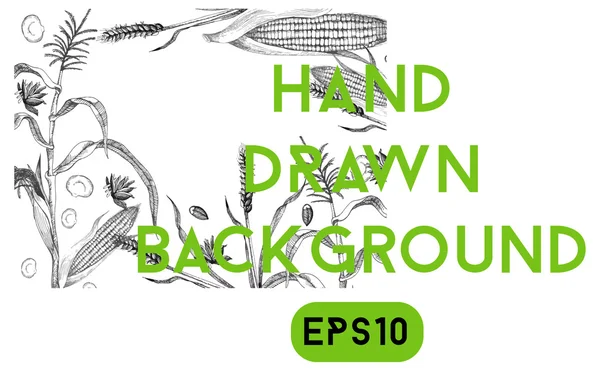 Buğday ve Mısır arka plan