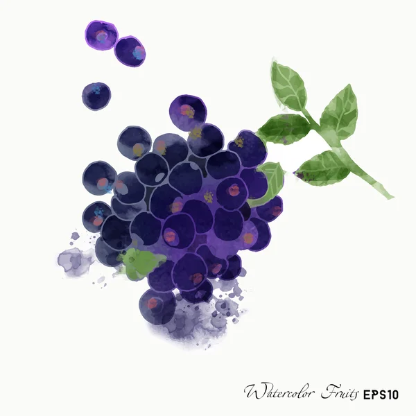 Aquarell Blaubeeren auf Weiß — Stockvektor