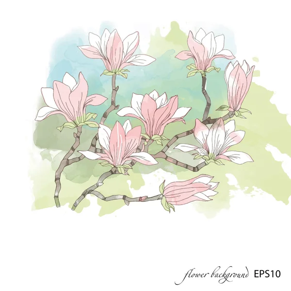 Magnolia bloemenpatroon. — Stockvector