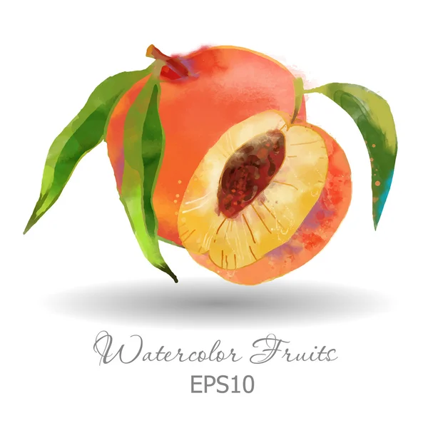 Watercolor ripe  peach — Stock Vector