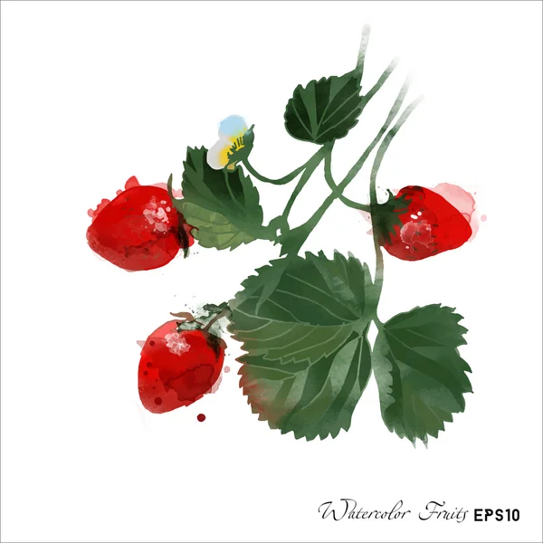 Aquarelle fraise isolée — Image vectorielle