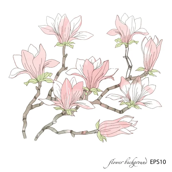 Magnolia blommönster. — Stock vektor