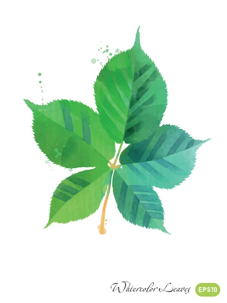 Aquarelle feuilles vertes — Image vectorielle
