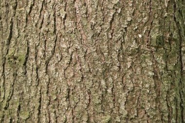 Ağaç kabuğunun dokusu