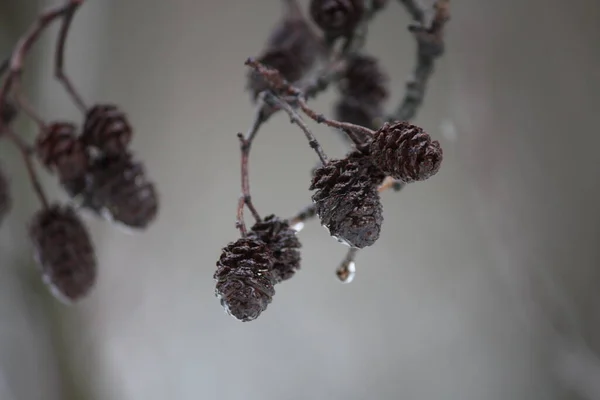 Alder branch after rain