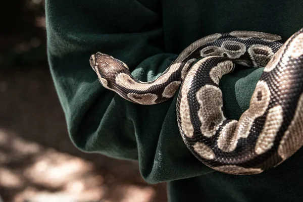 Beautiful Snake Lies Calmly His Hand — Stock Photo, Image