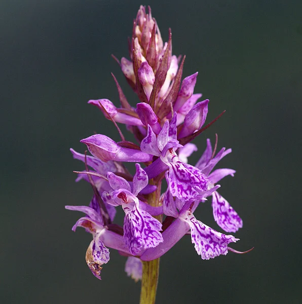 Dactylorhiza maculata, Orchidaceae familyasından uzun ömürlü bir bitkidir.. 