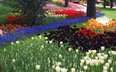 Lalelerle Park Manzarası