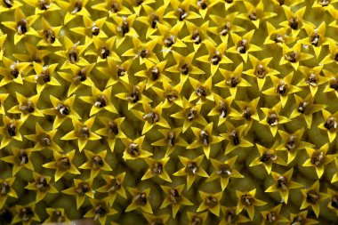 Bir ayçiçeğinin yakın plan fotoğrafı.