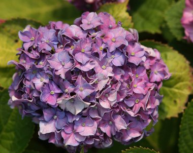 Lakap ortancalarının yakın plan fotoğrafı.