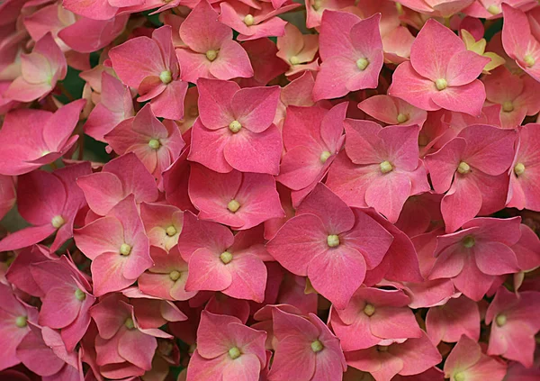 Uma foto de close-up de lacecap hortênsia — Fotografia de Stock