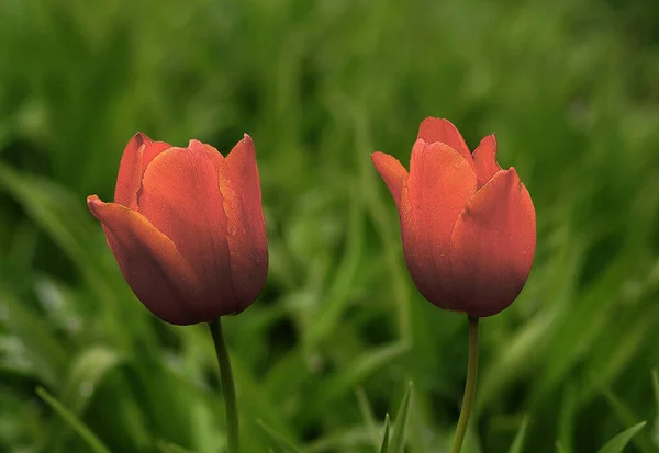 Büyüleyici bir lale fotoğrafı.