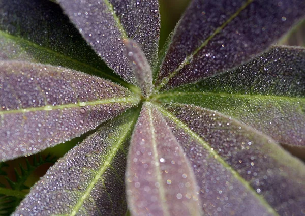 A close-up and aesthetic photo of green leaves. This amazing photo is from Turkey.