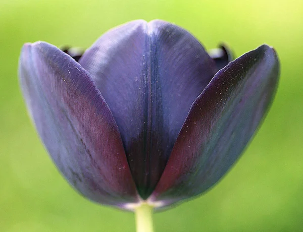 Bir çiçeğe yakın çekim Tulipa gesneriana