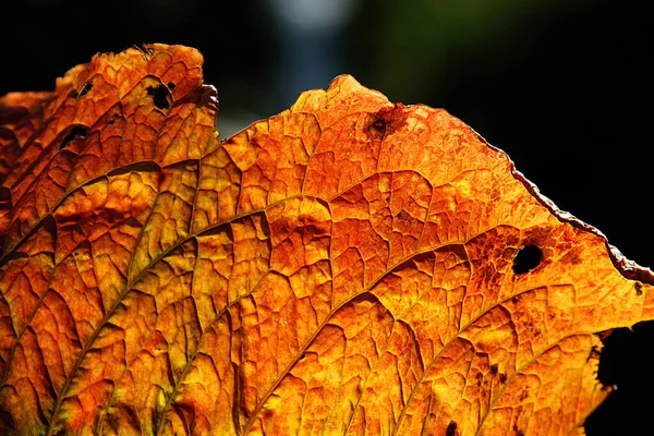 Sonbaharda kuru bir yaprağın yakın plan fotoğrafı. — Stok fotoğraf