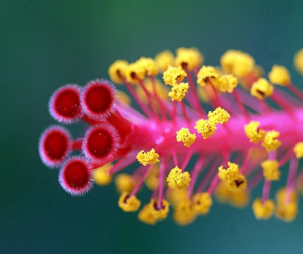 Sarı tomurcuklarla detaylandırılmış Çin Hibiscus 'unun yakın plan fotoğrafı. 