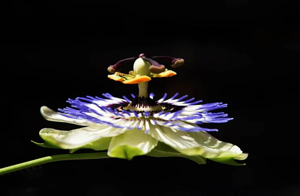 Эстетический вид цветка страсти голубой короны — стоковое фото