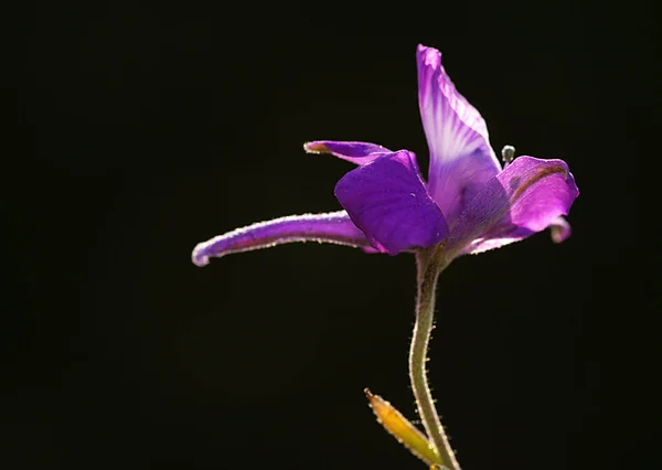 Una foto de cerca de un campo larkspur —  Fotos de Stock