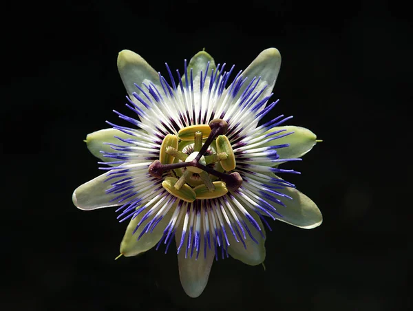 A kék korona esztétikai megjelenése Passion Flower from the Close — Stock Fotó