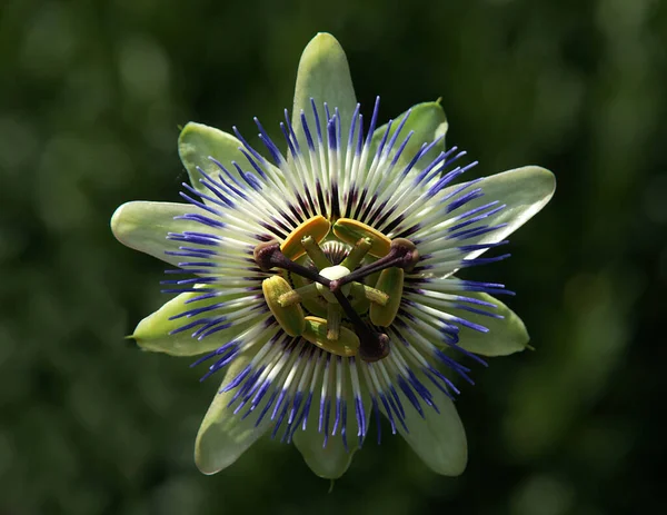 L'aspetto estetico del fiore della passione della corona blu dal vicino — Foto Stock