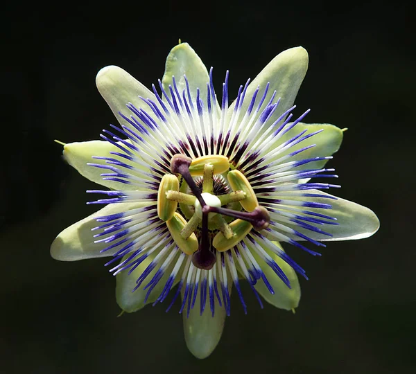 The Aesthetic Look of Blue Crown Passion Flower from the Close