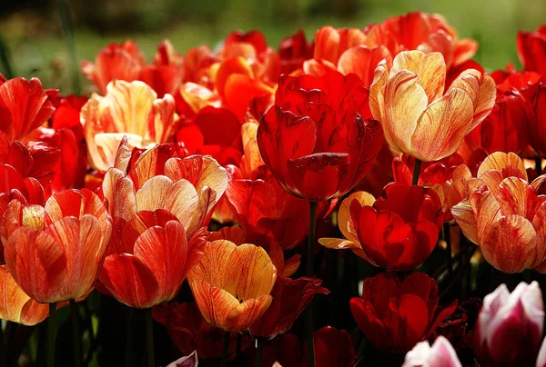 Schöne Aufnahme von roten Tulpenblüten — Stockfoto
