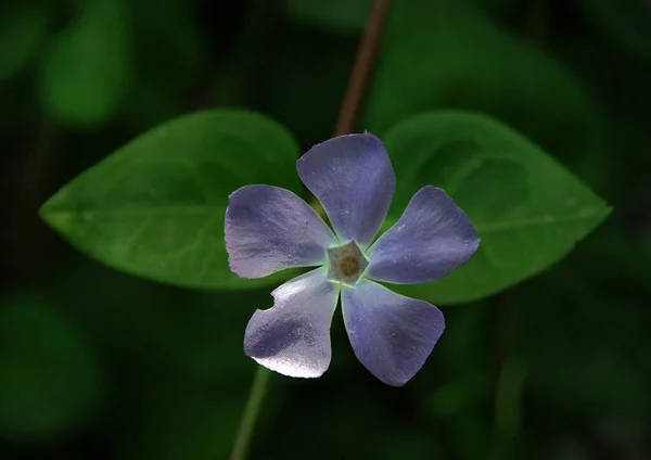 Una foto de cerca de Blue periwinkle —  Fotos de Stock