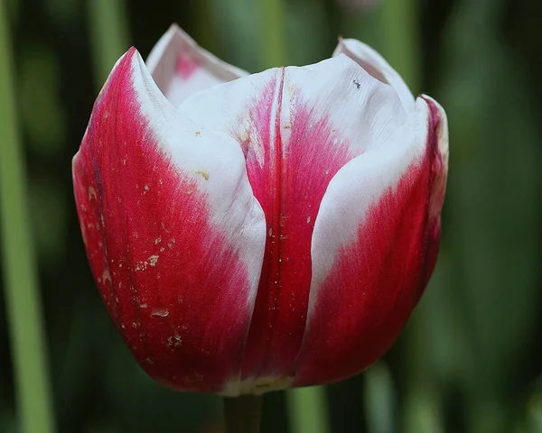 Bella, primo piano colpo di un fiore di tulipano rosa. — Foto Stock