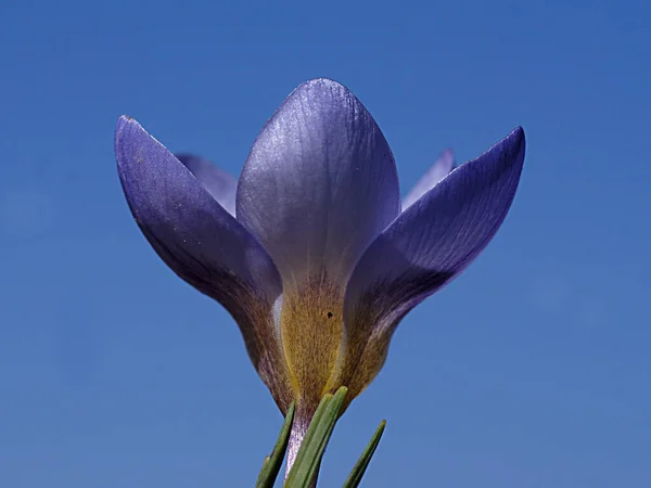 Фотография цветка крупным планом со многими деталями — стоковое фото