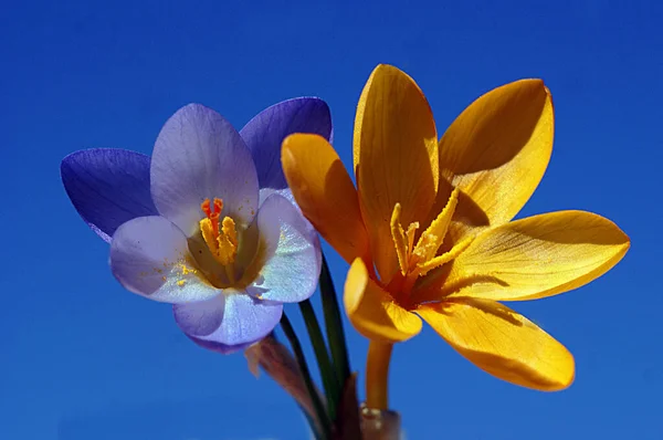 Ein Nahaufnahme-Foto einer Blume mit vielen Details — Stockfoto