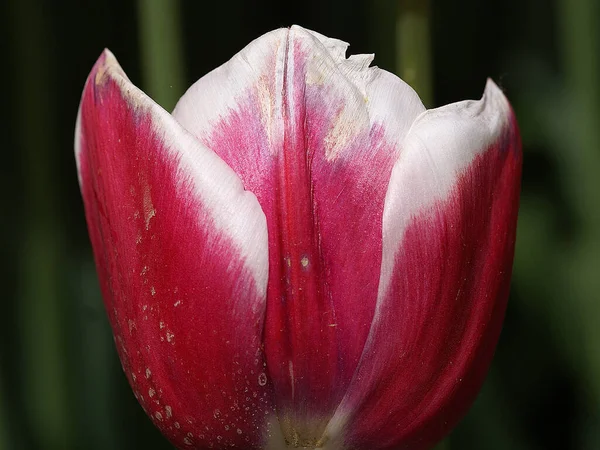 Невероятный снимок розового цветка тюльпана. — стоковое фото