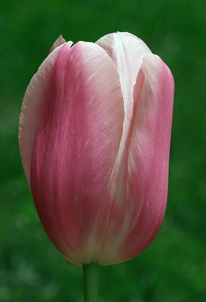 Incrível tiro de uma flor de tulipa rosa. — Fotografia de Stock