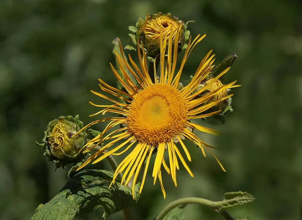 La fotografia di primo piano di un girasole che porta i toni gialli di natura su sé — Foto Stock