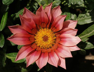 Bu bir Gazania Rigens çiçeğinin güzel bir fotoğrafı.