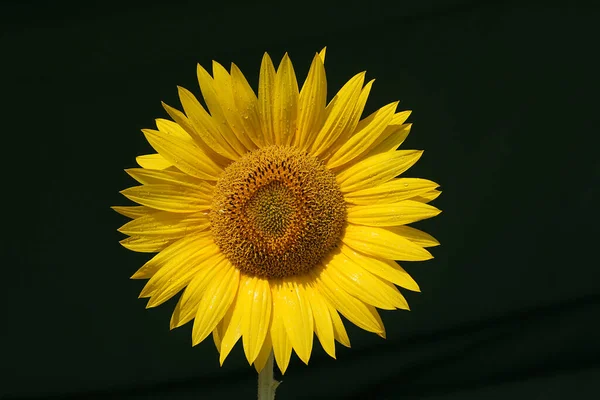 Das Nahaufnahme-Foto einer Sonnenblume, die die Gelbtöne der Natur in sich trägt — Stockfoto