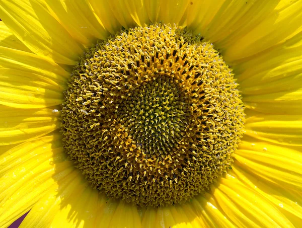 La photo rapprochée d'un tournesol qui porte sur lui les tons jaunes de la nature — Photo