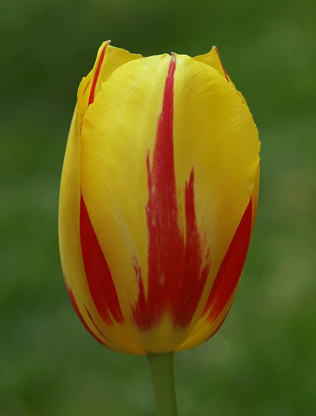 Красивое фото желтого цветка тюльпана. — стоковое фото