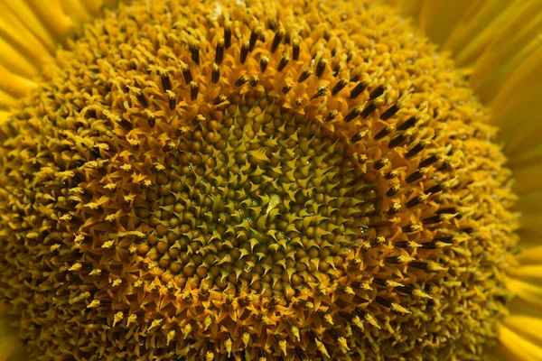 La photo rapprochée d'un tournesol qui porte sur lui les tons jaunes de la nature — Photo