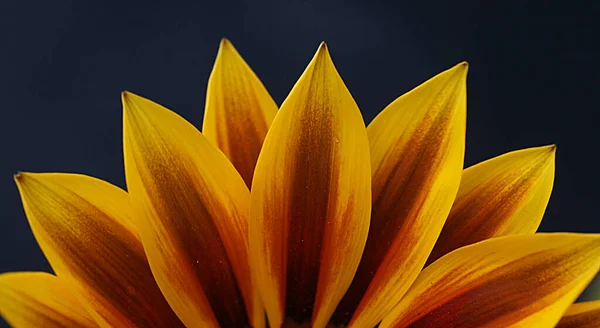 Zbliżenie-do góry fotografia niesamowitego kwiatowego oddziału Zdjęcia Stockowe bez tantiem
