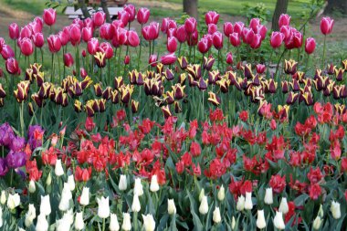 Renkli laleleri ve ağaçları olan bir park manzarası