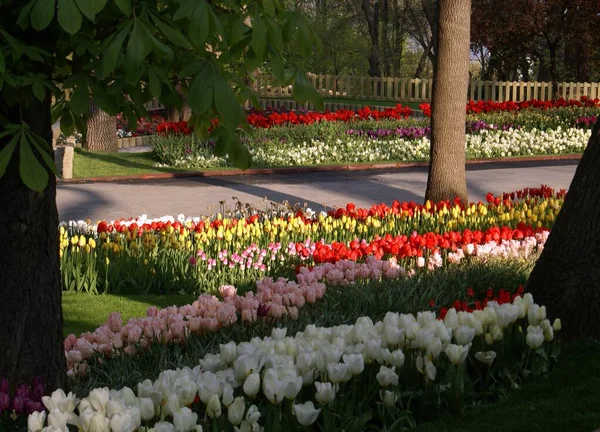 Una vista al parque que tiene coloridos tulipanes y árboles — Foto de Stock