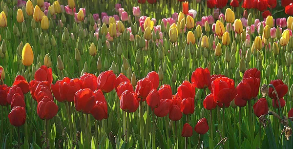Renkli laleleri ve ağaçları olan bir park manzarası