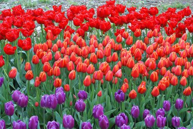 Renkli laleleri ve ağaçları olan bir park manzarası