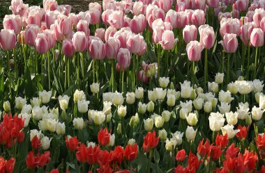 Renkli laleleri ve ağaçları olan bir park manzarası