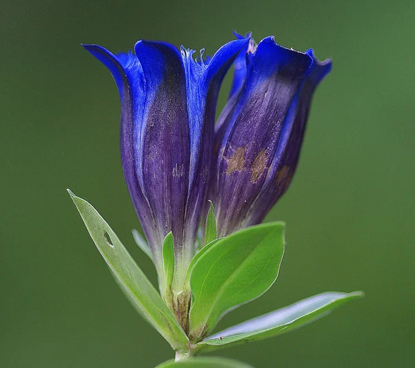 Fascinante foto de una flor de tulipán de color azul —  Fotos de Stock