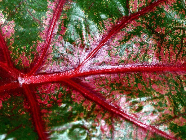 Yakından, üzerinde pembe ve yeşil renkler olan bir yaprağın detaylı görüntüsü.. — Stok fotoğraf
