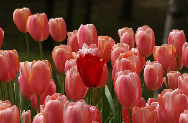 Fascinante photo de fleurs de tulipes roses dans un jardin. — Photo