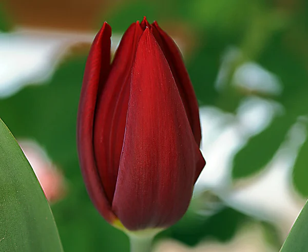 Fascinating photo of a red colored tulip flower. — Stock Photo, Image